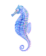 seahorse